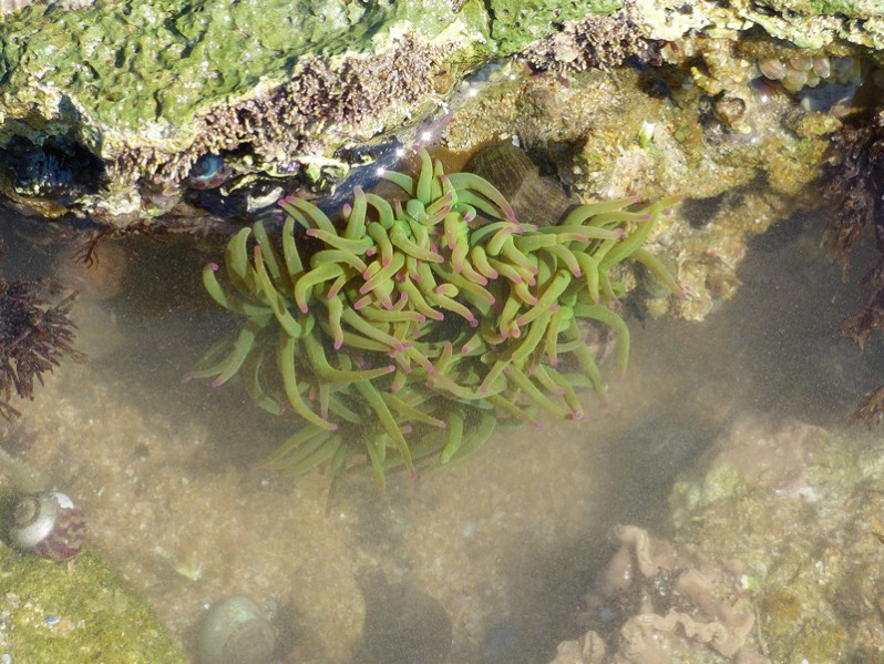 Anemonia viridis (Forsskål, 1775)
