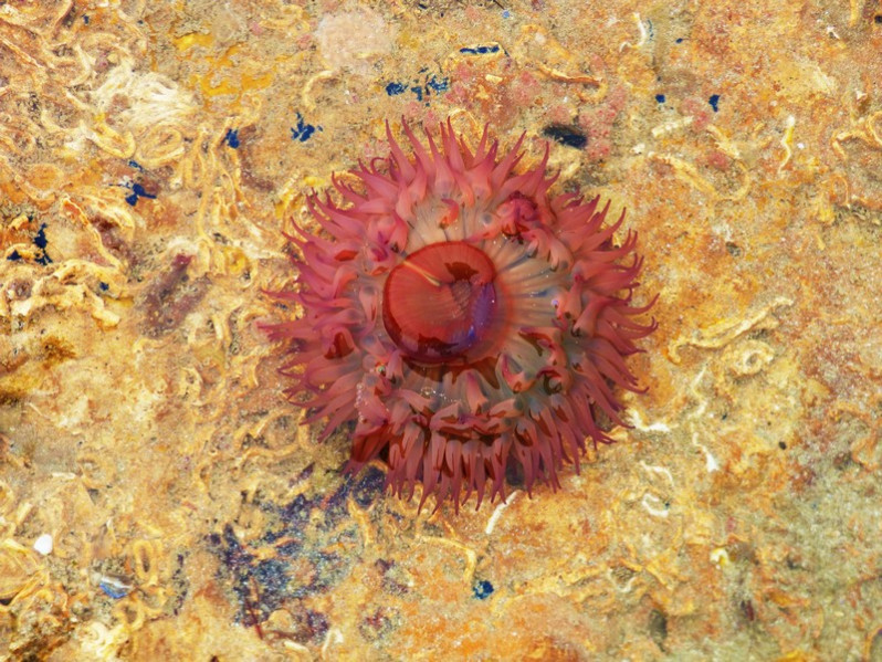 Actinia fragacea Tugwell, 1856