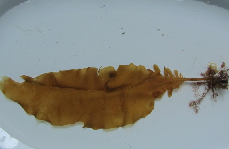 Undaria pinnatifida (Harvey) Suringar, 1873