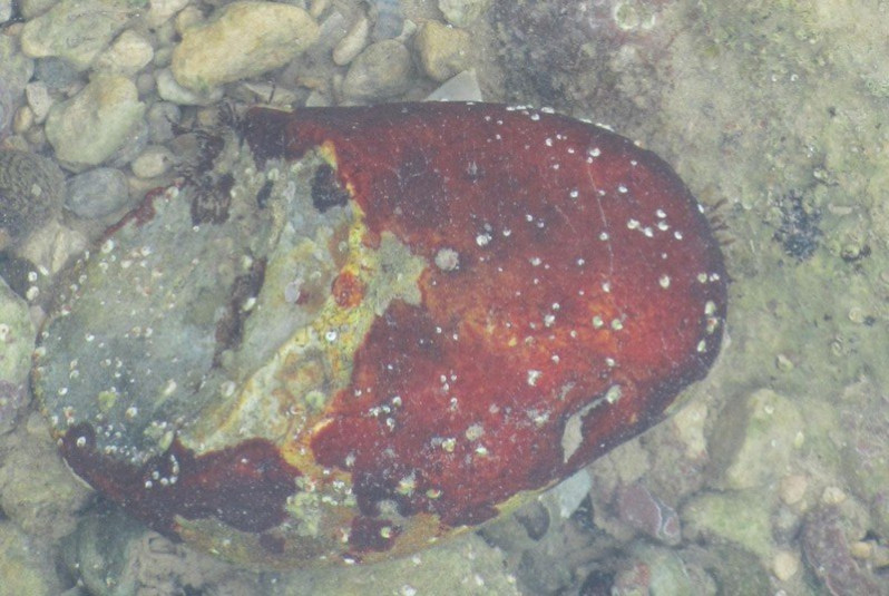 Hildenbrandia rubra (Sommerfelt) Menegh., 1841