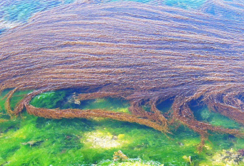 Sargassum muticum (Yendo) Fensholt, 1955