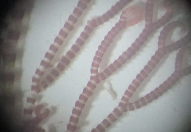 Ceramium ciliatum (J.Ellis) Ducluzeau, 1806