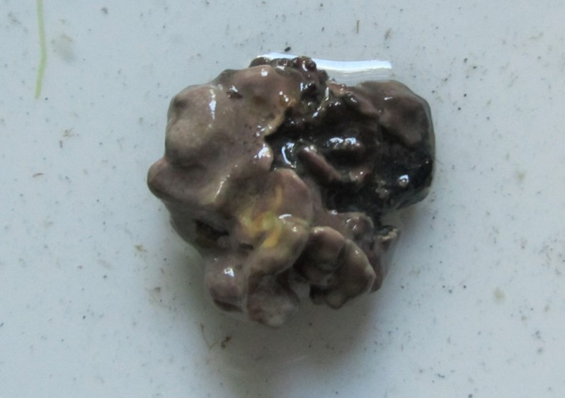 Lithophyllum incrustans Philippi, 1837