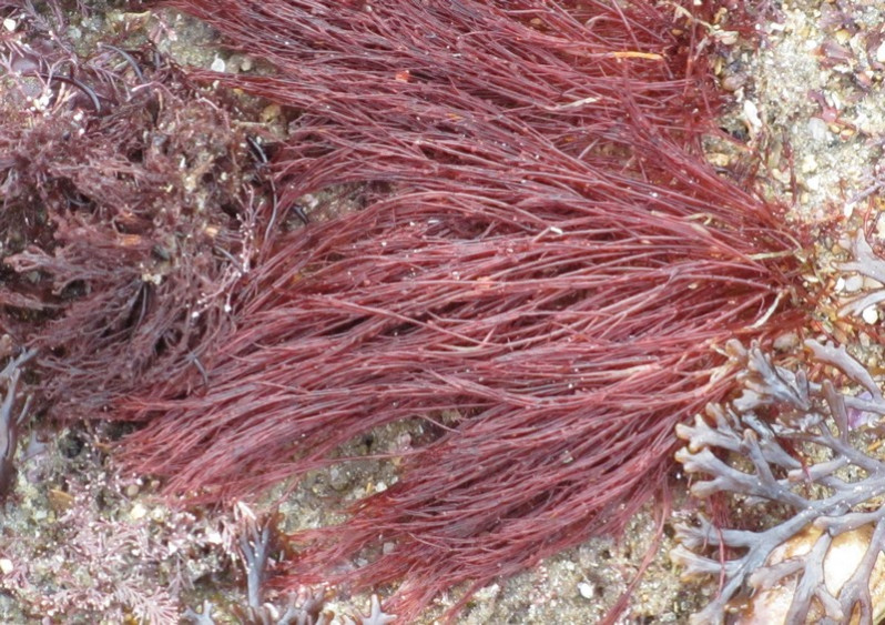 Griffithsia corallinoides (L.) Trevisan, 1845