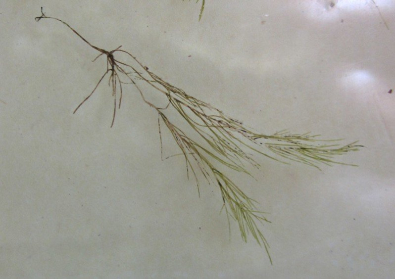 Lychaete pellucida (Hudson) M.J.Wynne, 2017