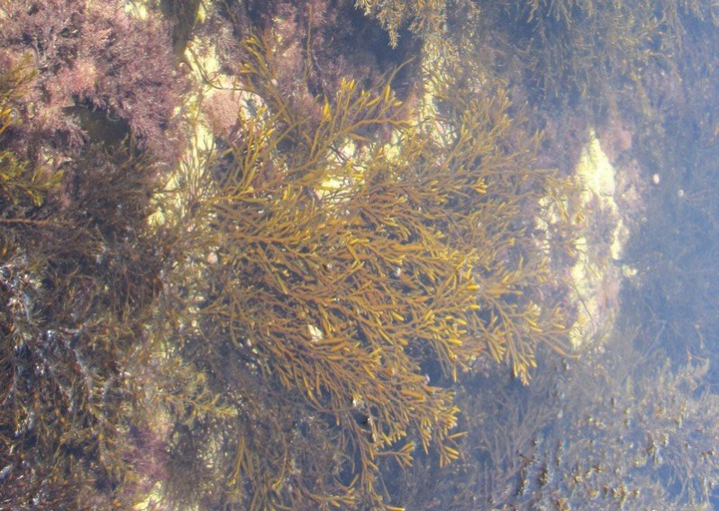 Halidrys siliquosa (L.) Lyngbye, 1819