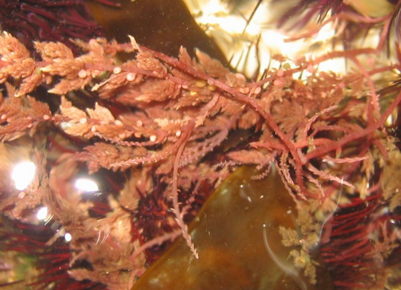 Asparagopsis armata Harvey, 1855