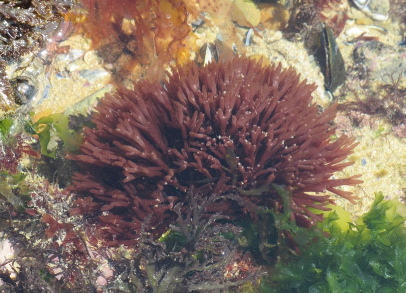 Polyides rotunda (Hudson) Gaillon, 1828