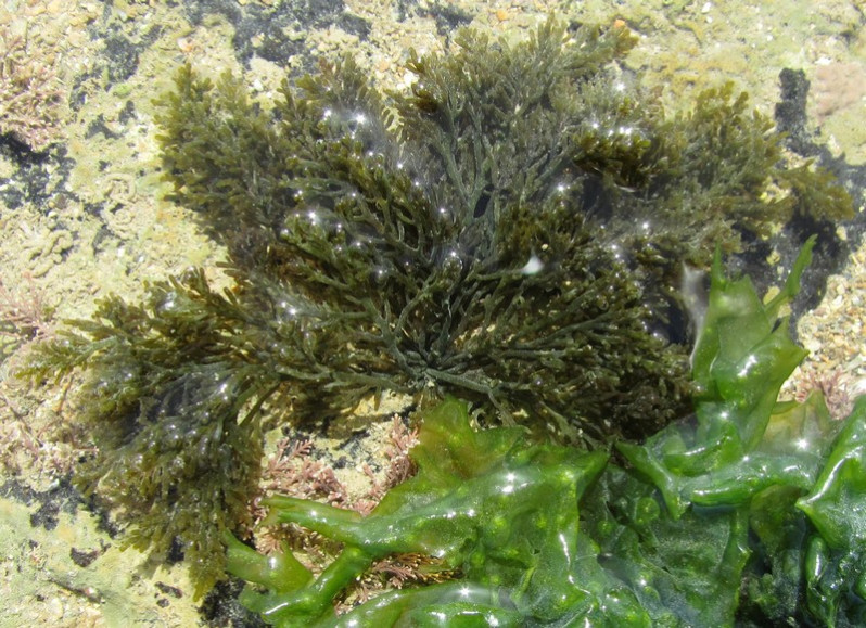 Osmundea hybrida (A.P.de Candolle) K.W.Nam, 1994