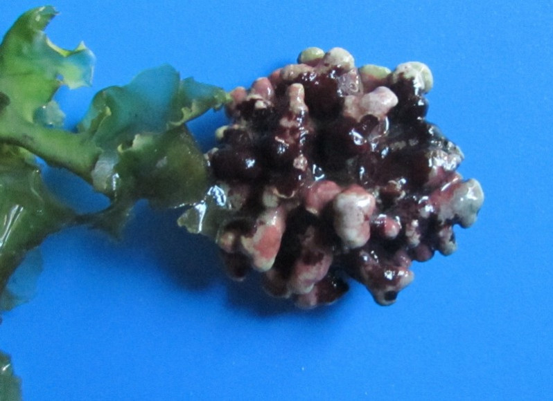 Peyssonnelia atropurpurea P.L. Crouan & H.M. Crouan, 1867