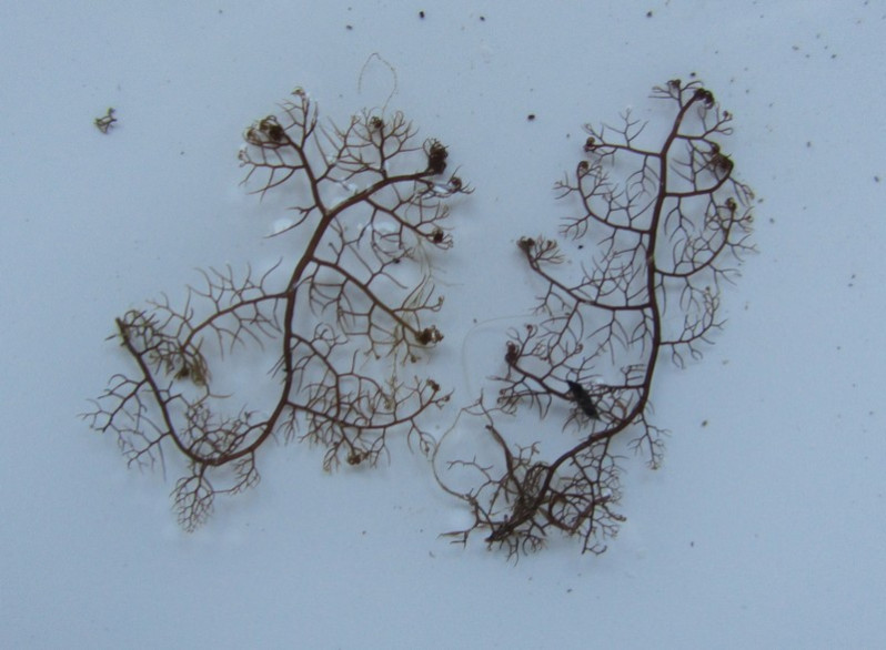 Bostrychia scorpioides (Hudson) Mont., 1842