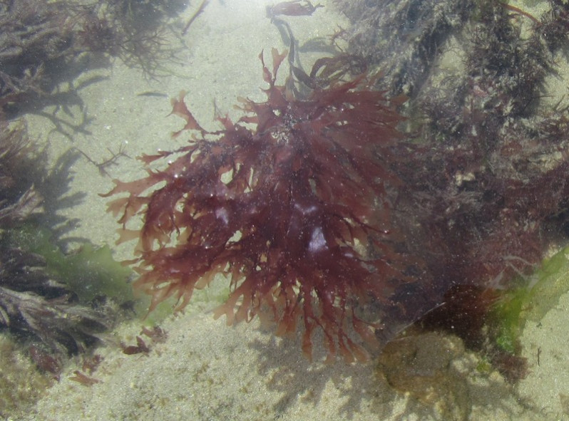 Cryptopleura ramosa (Hudson) L.Newton, 1931