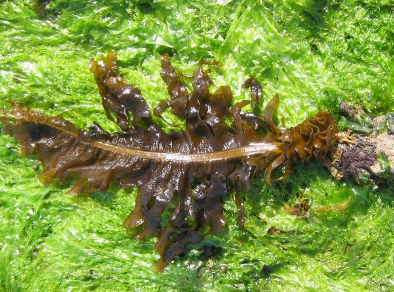 Undaria pinnatifida (Harvey) Suringar, 1873