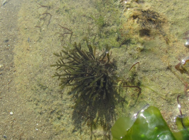 Osmundea hybrida (A.P.de Candolle) K.W.Nam, 1994