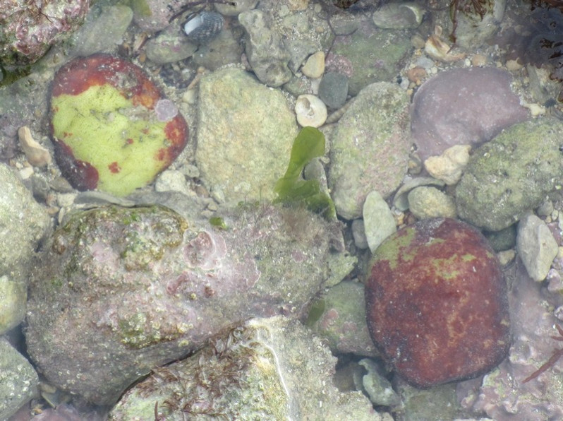Hildenbrandia rubra (Sommerfelt) Menegh., 1841