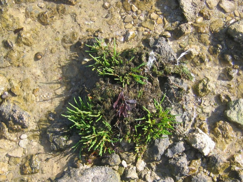 Bostrychia scorpioides (Hudson) Mont., 1842