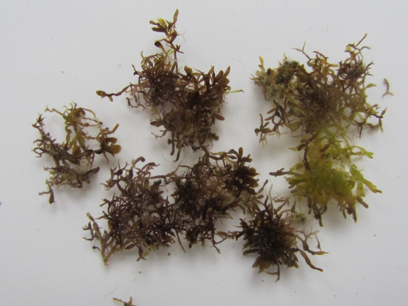 Catenella caespitosa (With.) L.M.Irvine, 1976