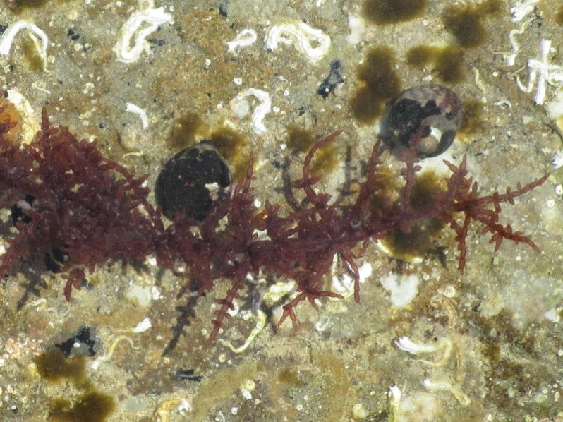 Chylocladia verticillata (Lightf.) Bliding, 1928