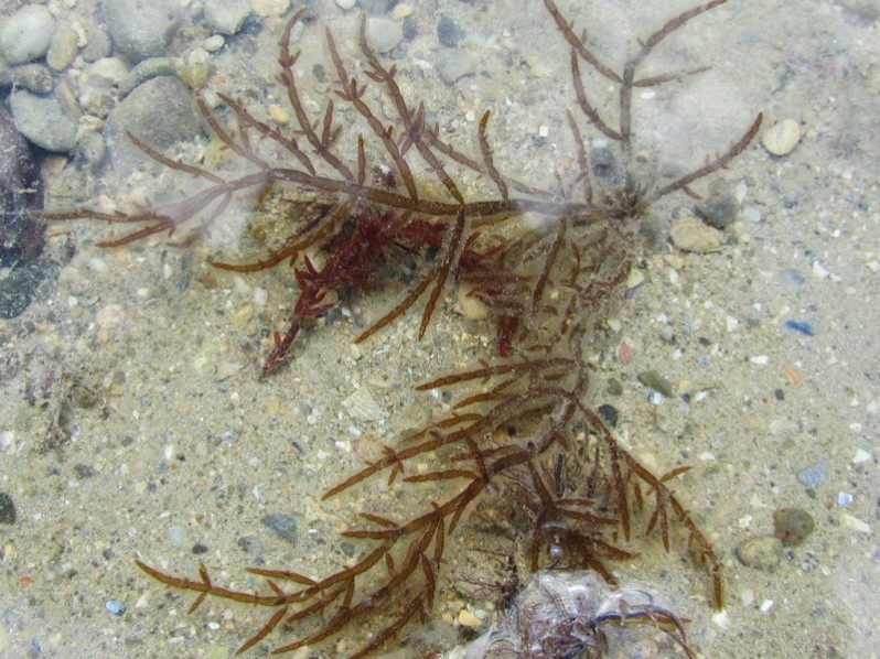 Chylocladia verticillata (Lightf.) Bliding, 1928