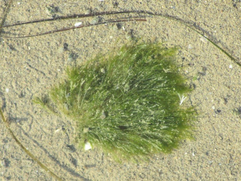 Lychaete pellucida (Hudson) M.J.Wynne, 2017