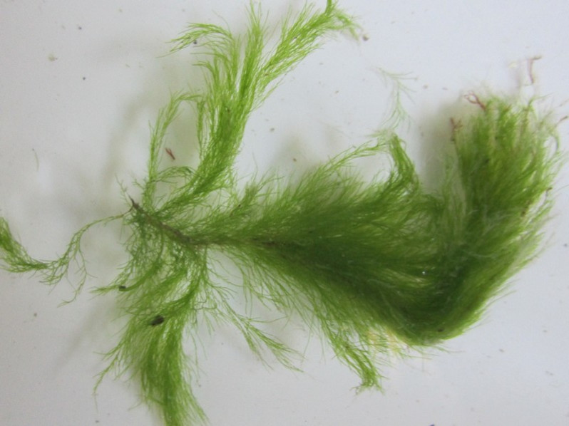 Cladophora rupestris (L.) Kütz., 1843