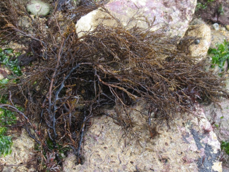 Cystoseira baccata (S.G.Gmelin) P.C.Silva, 1952