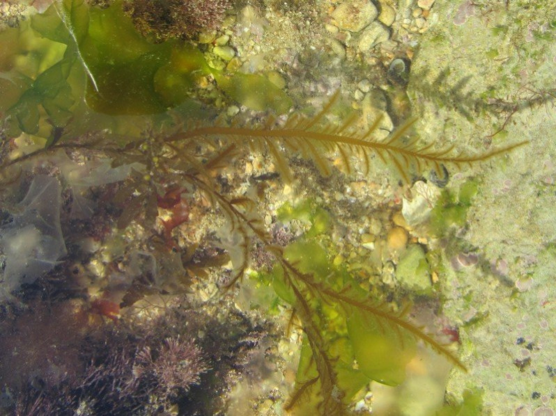 Desmarestia aculeata (L.) J.V.Lamour., 1813