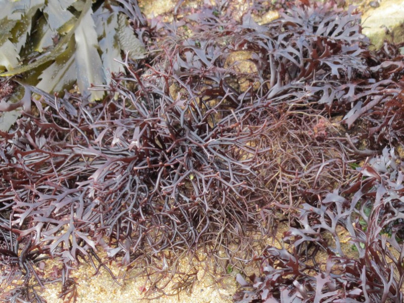 Gigartina pistillata (S.G.Gmelin) Stackh., 1809