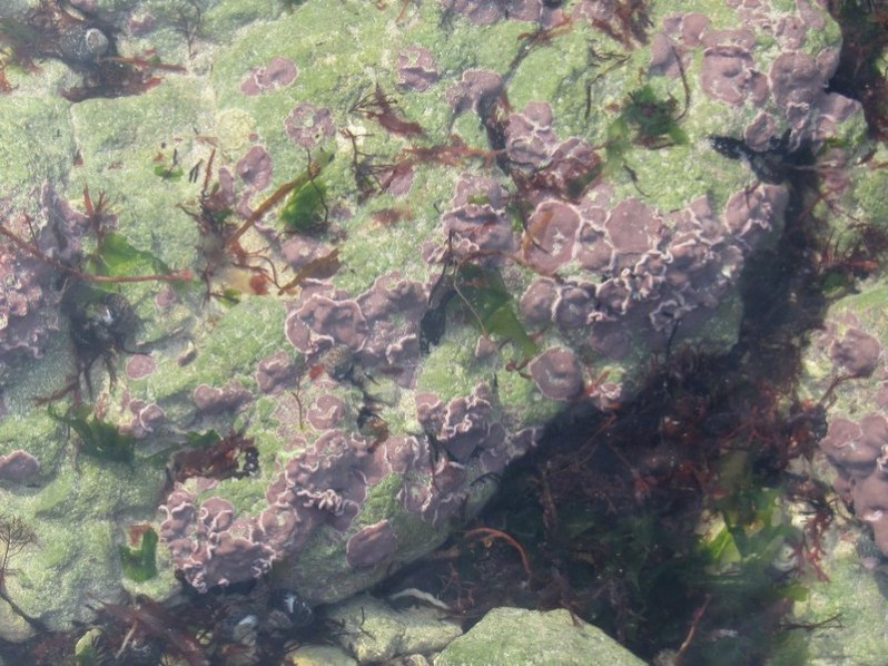 Lithophyllum incrustans Philippi, 1837