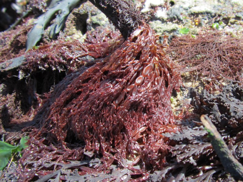 Lomentaria articulata (Hudson) Lyngb., 1819