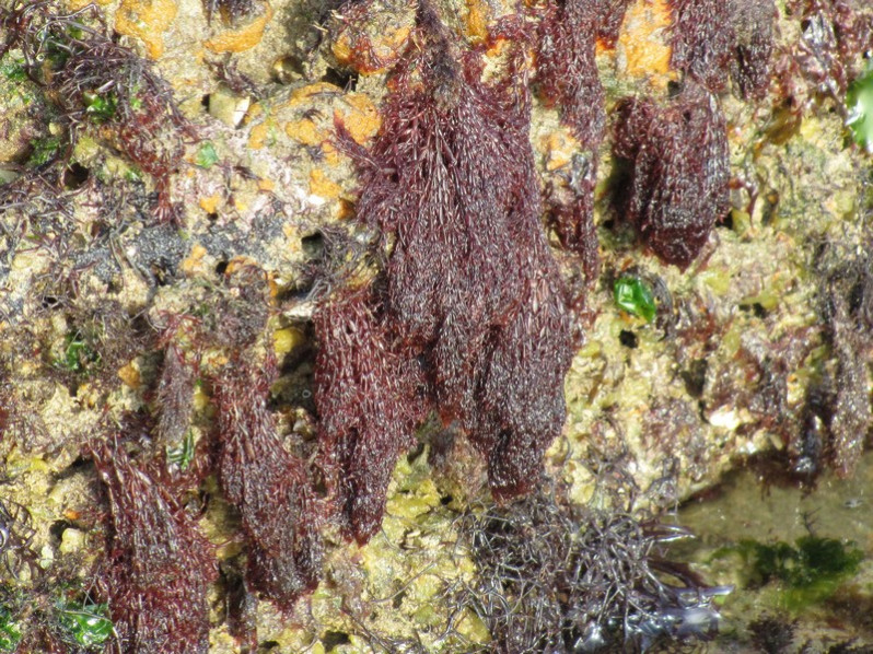 Lomentaria articulata (Hudson) Lyngb., 1819