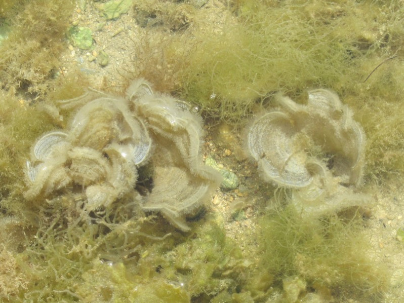 Padina pavonica (L.) Thivy, 1960
