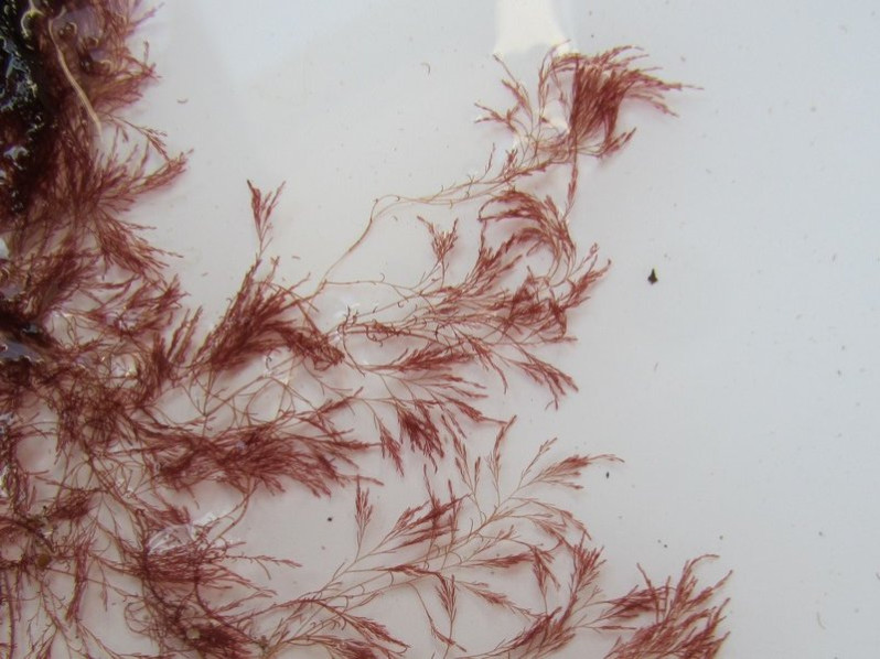 Polysiphonia elongata (Hudson) Sprengel, 1827