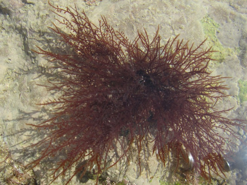 Pterocladia capillacea (S.G.Gmelin) Santel. & Hommers., 1997