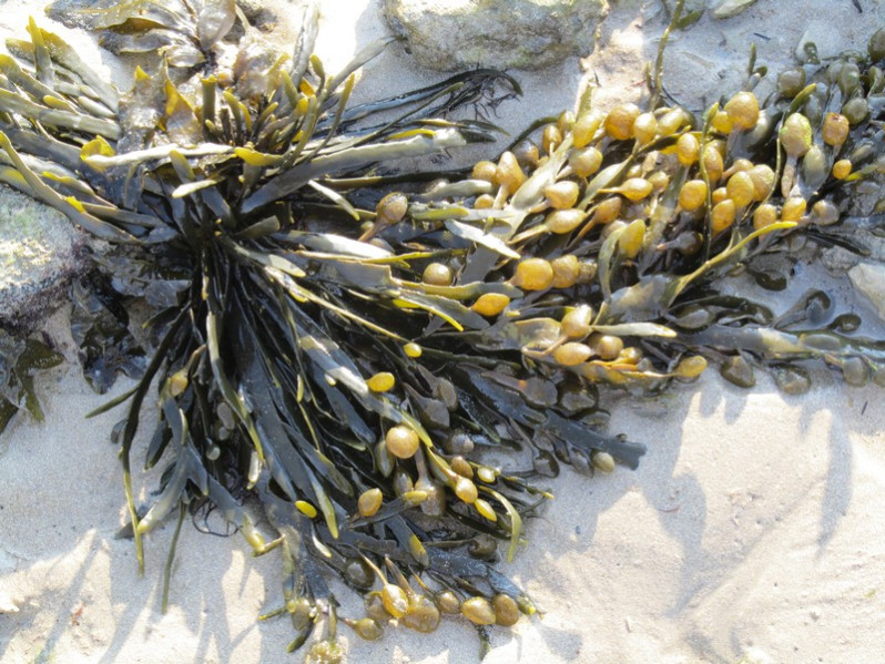 Ascophyllum nodosum (L.) Le Jolis, 1863