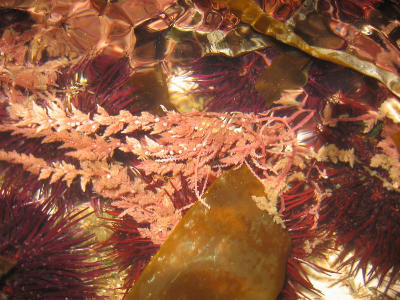 Asparagopsis armata Harvey, 1855