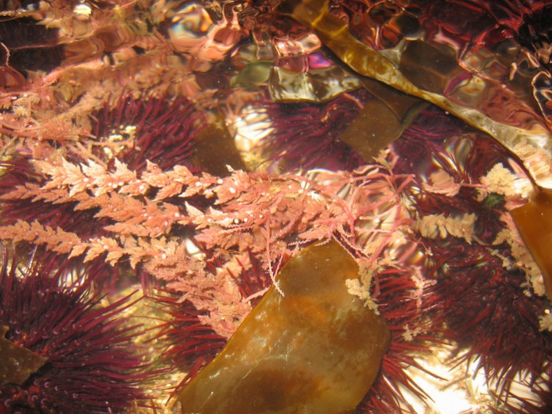 Asparagopsis armata Harvey, 1855
