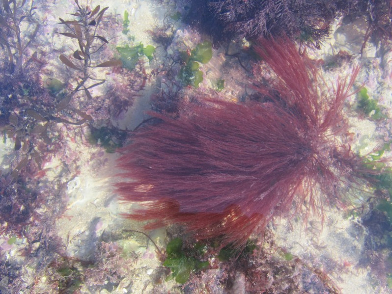 Bornetia secundiflora (J.Agardh) Thur., 1855