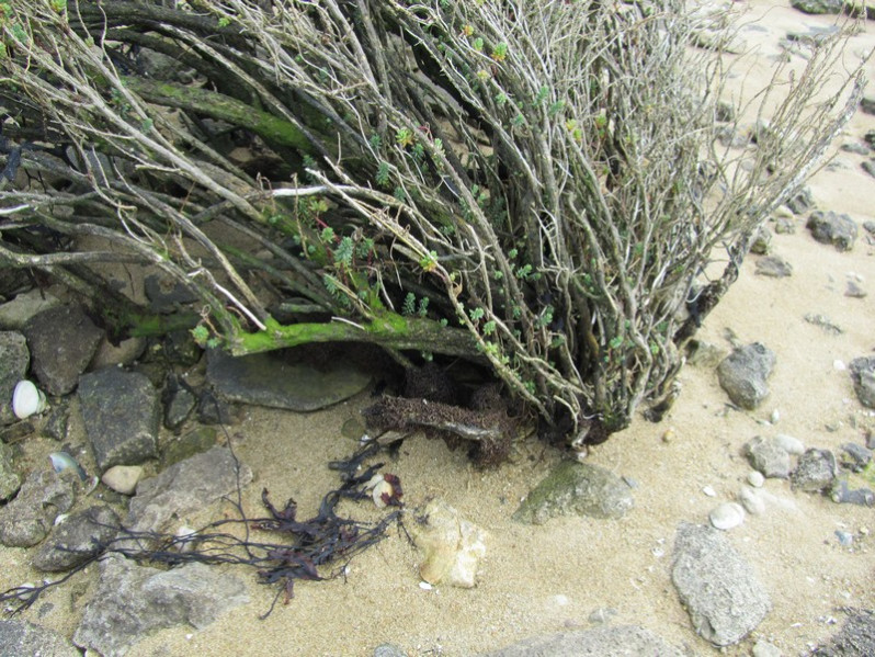 Bostrychia scorpioides (Hudson) Mont., 1842