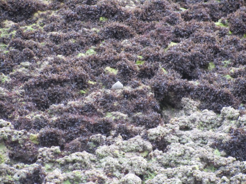 Catenella caespitosa (With.) L.M.Irvine, 1976