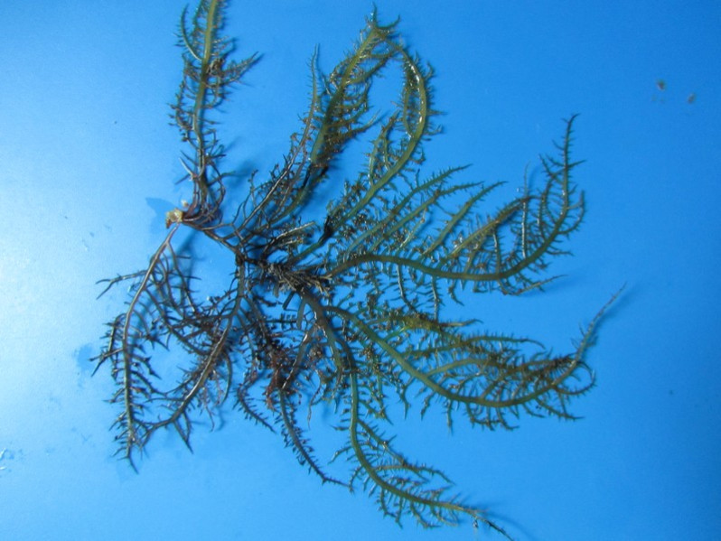 Chondracanthus teedei (Mertens ex Roth) Kütz., 1843