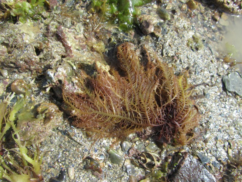 Chondracanthus teedei (Mertens ex Roth) Kütz., 1843