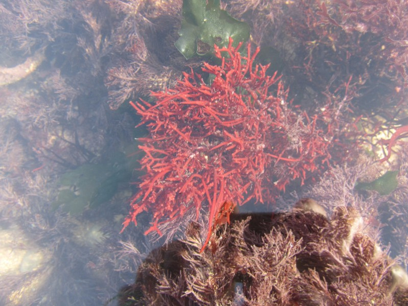 Chondria dasyphylla (Woodward) C.Agardh, 1817