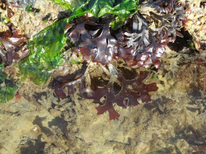 Chondrus crispus Stackh., 1797