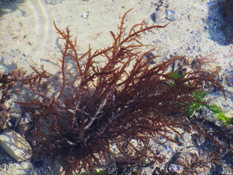 Chylocladia verticillata (Lightf.) Bliding, 1928