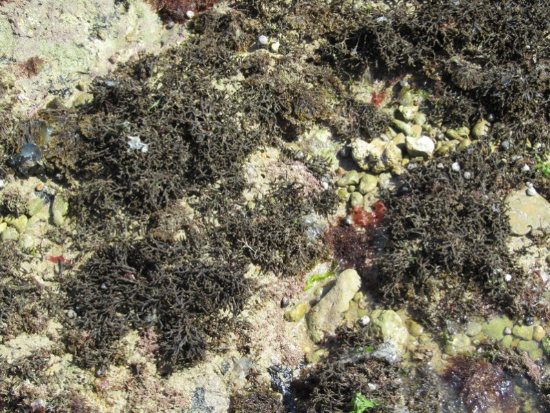 Cladostephus spongiosum (Hudson) C.Agardh, 1817