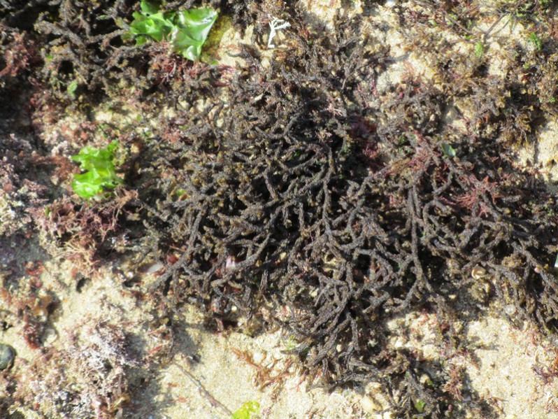 Cladostephus spongiosum (Hudson) C.Agardh, 1817