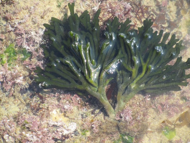 Codium fragile (Suringar) Har., 1889