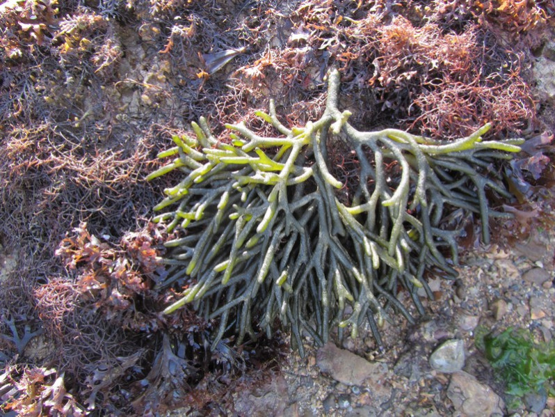 Codium fragile (Suringar) Har., 1889