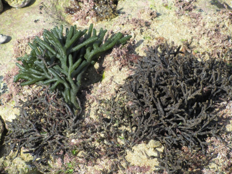 Codium fragile (Suringar) Har., 1889
